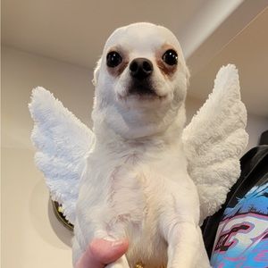 Fluffy fur angel Pegasus unicorn wing dog costume Victoria secret cute pet